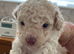 Cream toy poodle puppies
