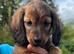 Beautiful litter of longhaired miniature dachshunds