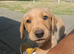 Labrador boy puppy