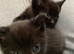 ORIENTAL BENGAL X ASIAN MAU KITTENS 1 BOY 1 GIRL LEFT both parents can be seen