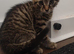 Kitten boy available