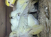 budgies zebra finches and parrotlets