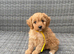 Beautiful fox red cavapoochon pups