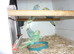Baby budgies ready for new homes