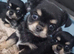 Chihuahua long coat puppies
