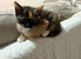 6 lovely kittens - tuxedo and calico - ready for rehoming :)