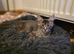 Maine Coon TICA registered Champiom Bloodline Kittens for Sale