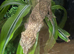 Reticulated Gargoyle Gecko