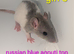Beautiful rex rats