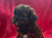 DNA HEALTH TESTED Male yorkiepoo pup poodle x yorkie