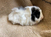 One girl guinea pig