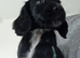 Working Cocker Spaniel pups.