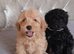 Beautiful Cavapoos