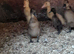 Indian runner ducklings