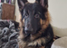FOR SALE GERMAN SHEPHERD BOY