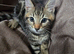 Beautiful Bengal × British Shorthair Kittens