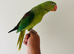 Hand reared alexandrine for sale
