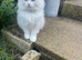 Ragdoll kittens