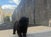 REDUCED 4 KC REGISTERED CHOW CHOW PUPPIES – CARDIFF