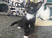 Mixed breed kitten