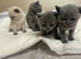 BSH kittens