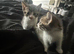 Goregeous russian blue female for sale