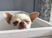 Kc reg female 2 years old