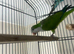 Sweet 6-Month-Old Green Female Quaker Parrot &ndash; &pound;450 (Cage Included)