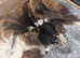 5 border collie puppies