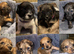2 Beautiful Poochi Datzu Puppies still looking for a new forever loving home