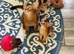 Pedigree abbysianian kittens