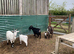 Two Pygmy goat boys looking for a 5 star home.