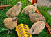 Coturnix Quail Chicks