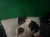 American Bully puppies - urgent rehoming