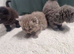 British short haired cross maine coon kittens for sale