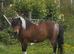Pair of matching Shetland mares