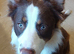 Chocolate tri color male border collie