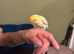 Hand tame beautiful love birds