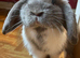 Mini lop buck