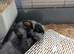 Lion lop mini and lionhead bunnies