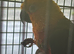 Sun conure
