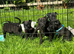 Playful Patterdale puppy’s
