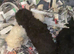 Miniature poodles