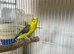 Black wing female 2025 ready for breeding