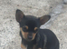 Pure bred chihuahua puppies