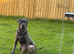 Cane corso female for sale &pound;300 must go asap