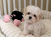 KC Korean line toy/mini maltese puppies