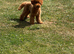 Toy poodle stud only