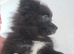 Miniature Pomeranians - Merle colours - 3 Girls - Ready to go