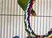 Pair love birds with cage